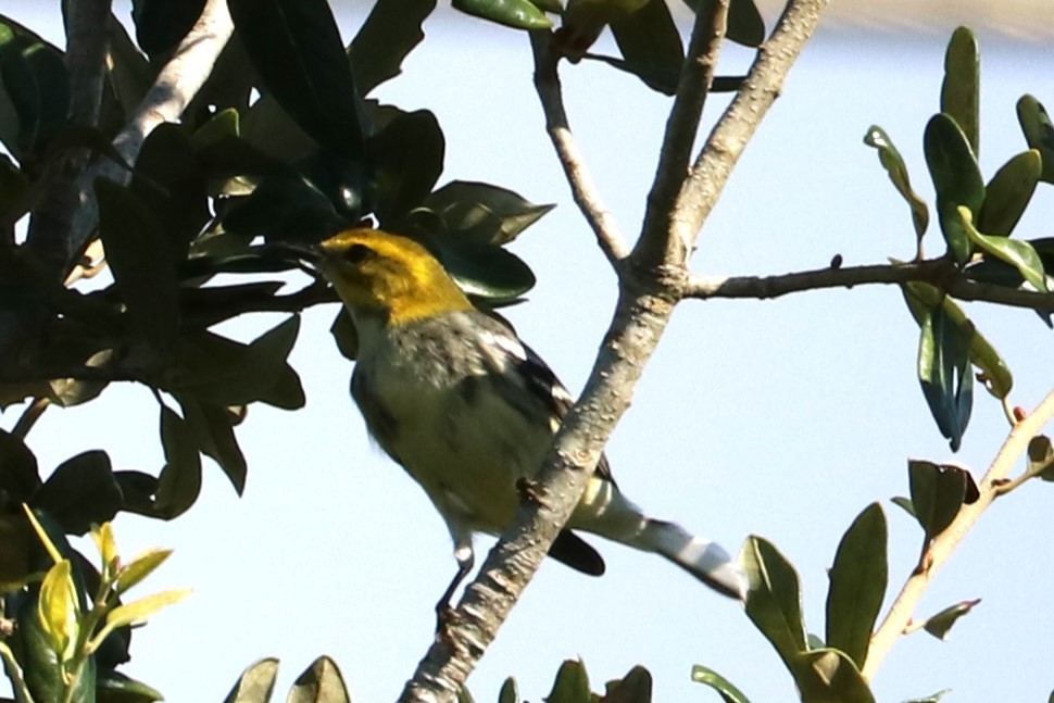 Black-throated Green Warbler - ML644541459