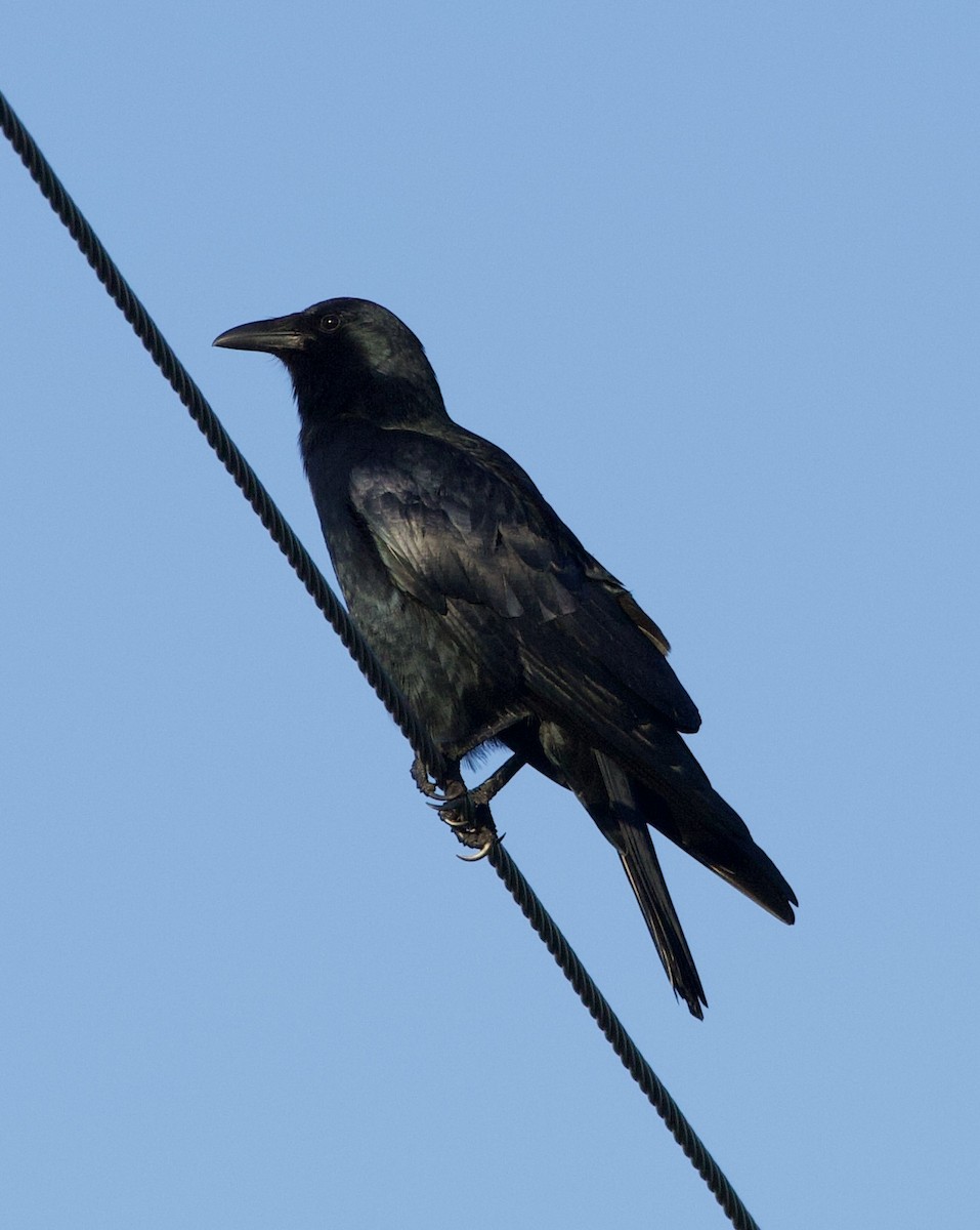 ウオガラス - ML644541462