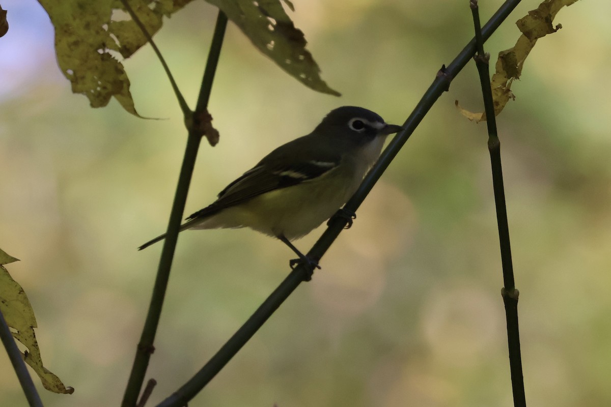 Viréo à tête bleue - ML644541463