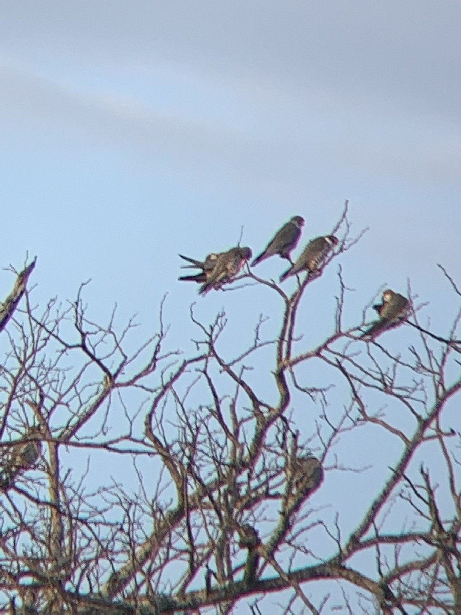 amurfalk - ML644541465