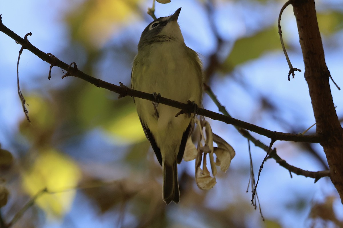 Viréo à tête bleue - ML644541469