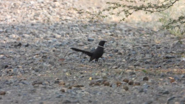 Black Scrub-Robin - ML644541477