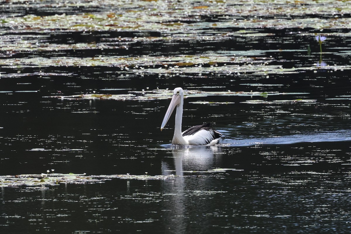 Australian Pelican - ML644541479