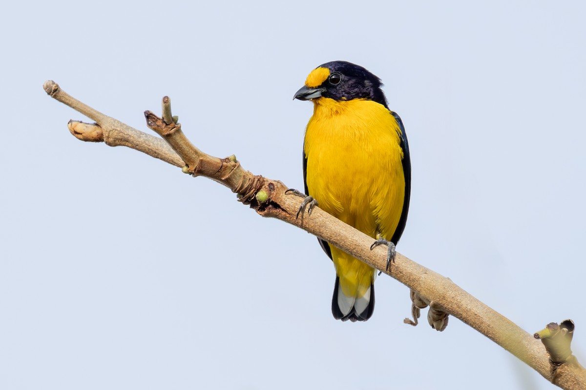 Violaceous Euphonia - ML644541489