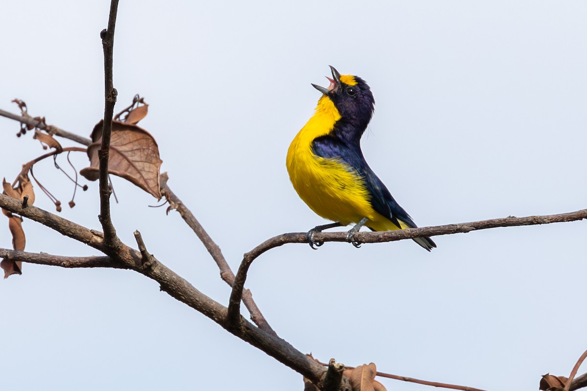 Violaceous Euphonia - ML644541490