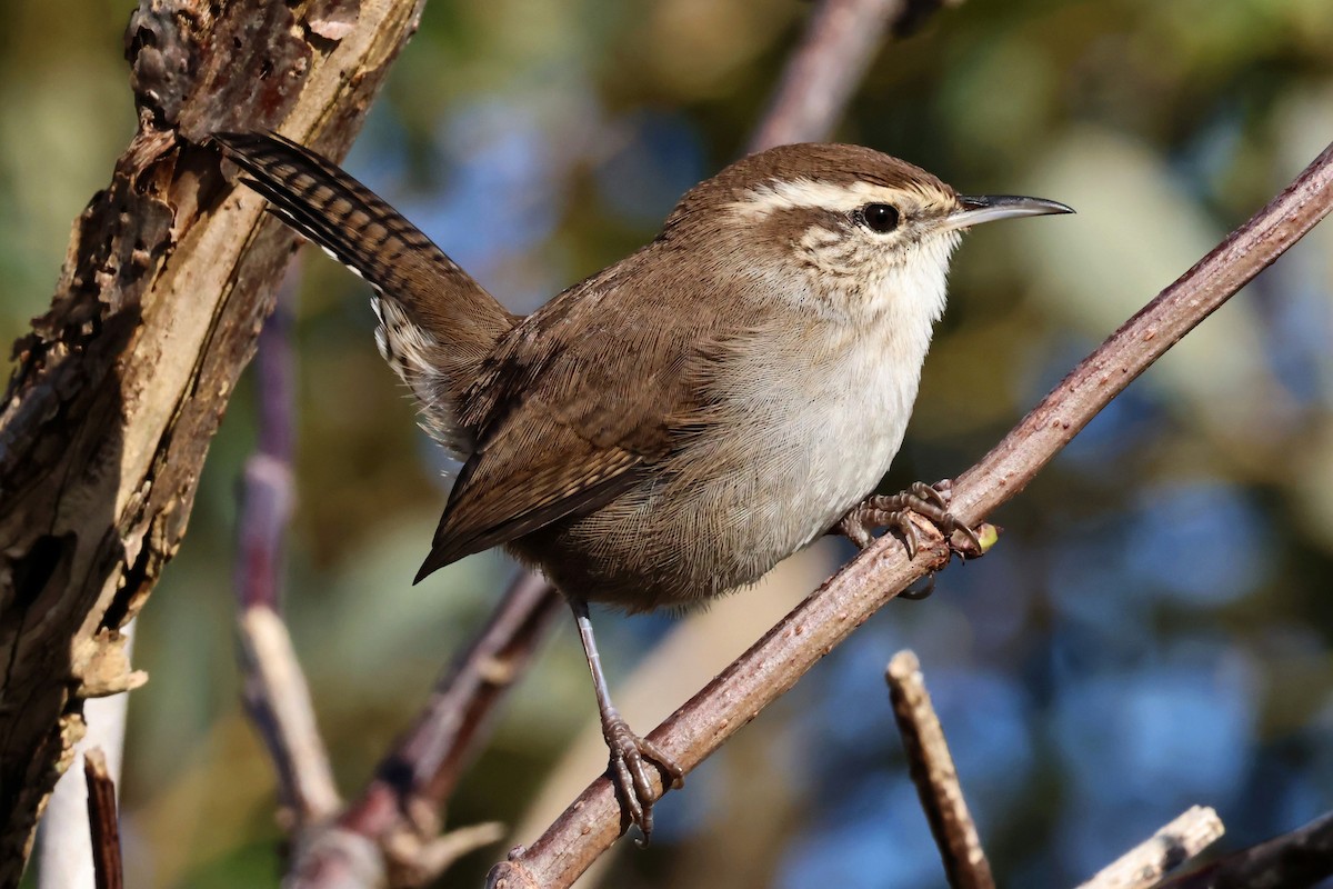 Bewick's Wren - ML644541491