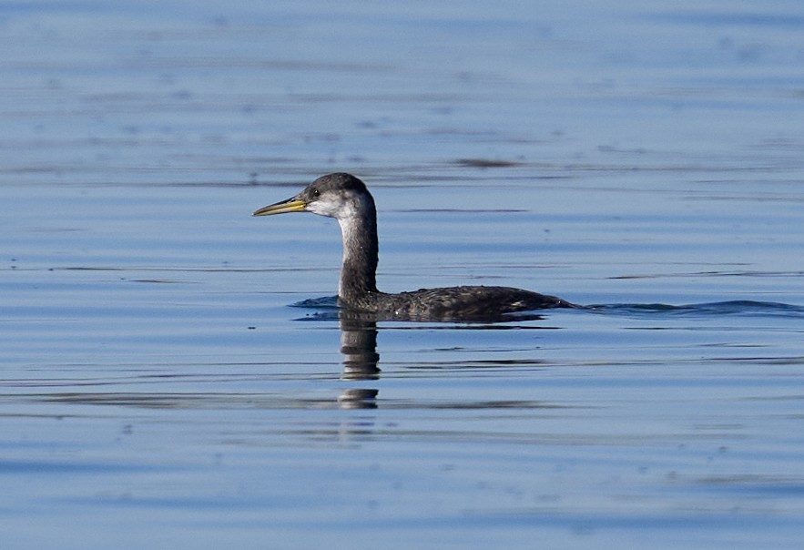 Red-necked Grebe - ML644541496