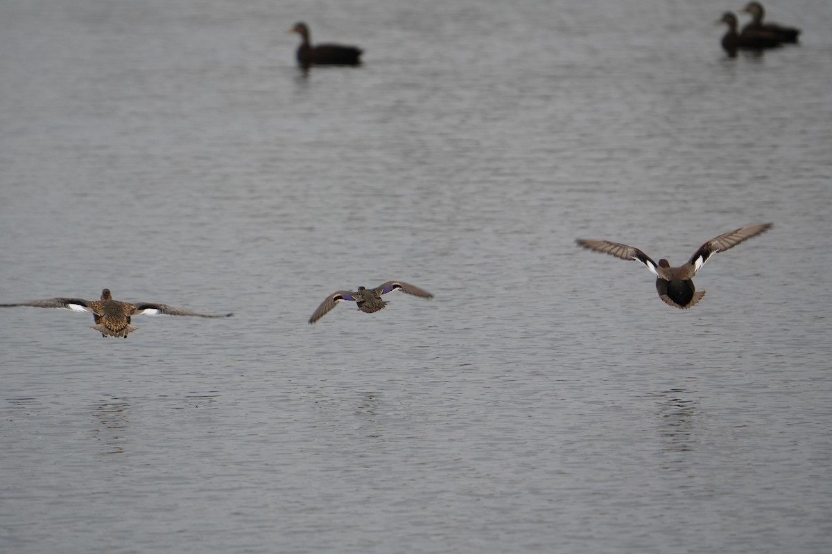 Gadwall - ML644541499