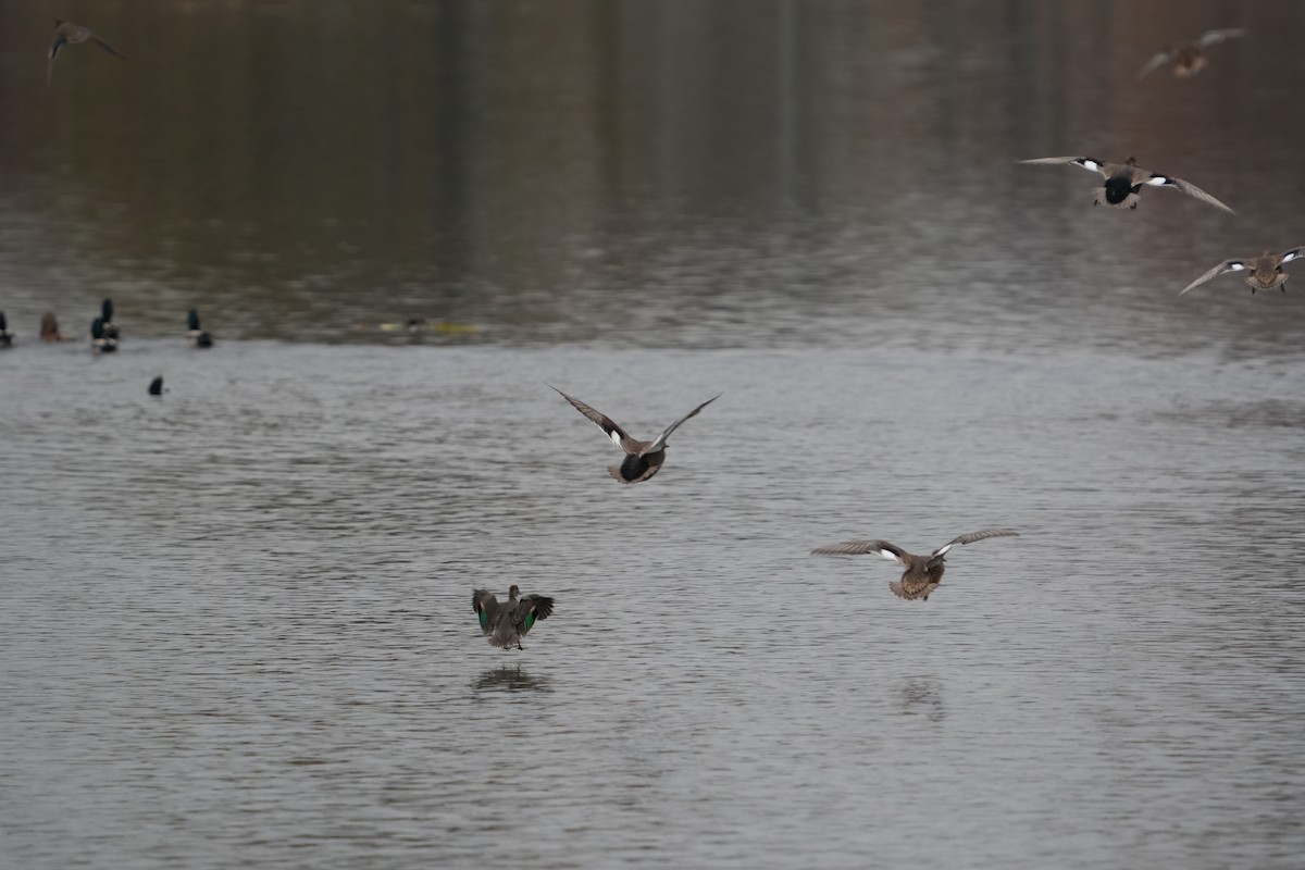 Gadwall - ML644541500