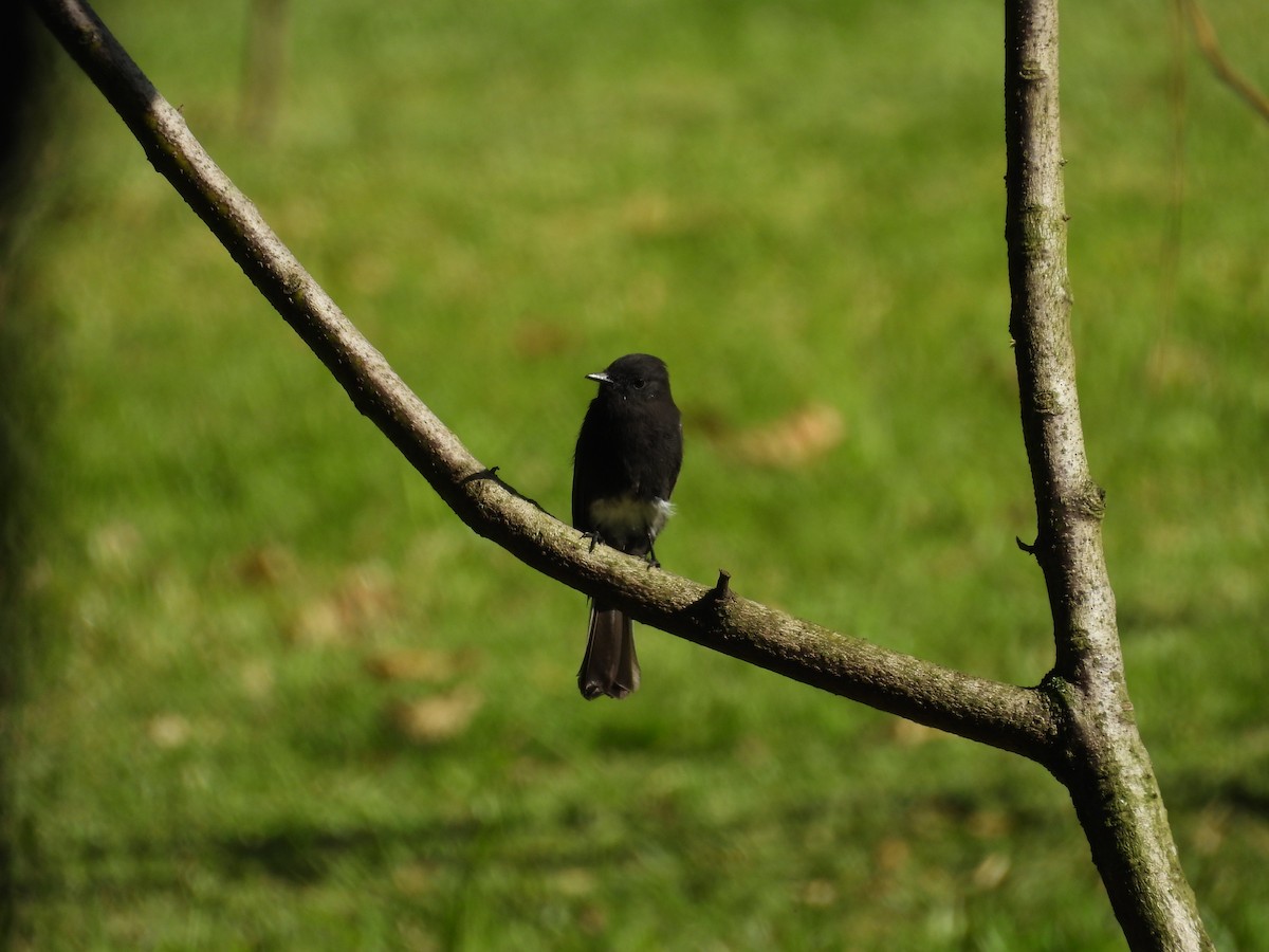 Black Phoebe - ML644541506