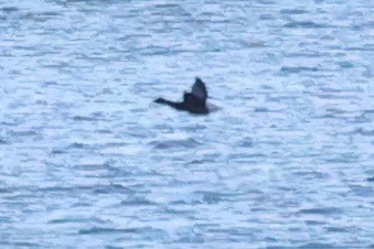 Хар толгойт галуу - ML644541509