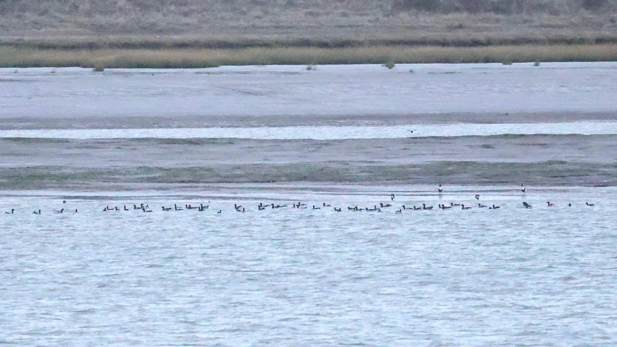 Хар толгойт галуу - ML644541510