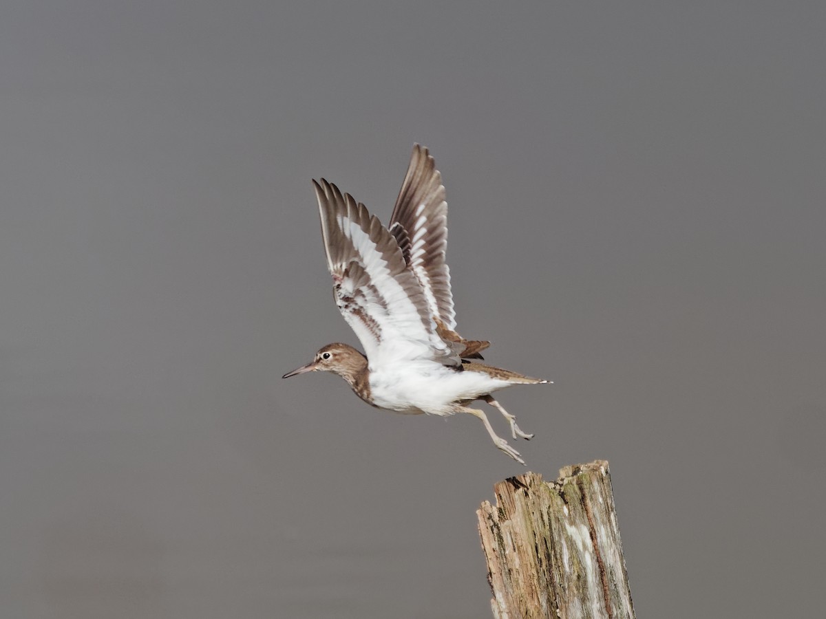 磯鷸 - ML644541511