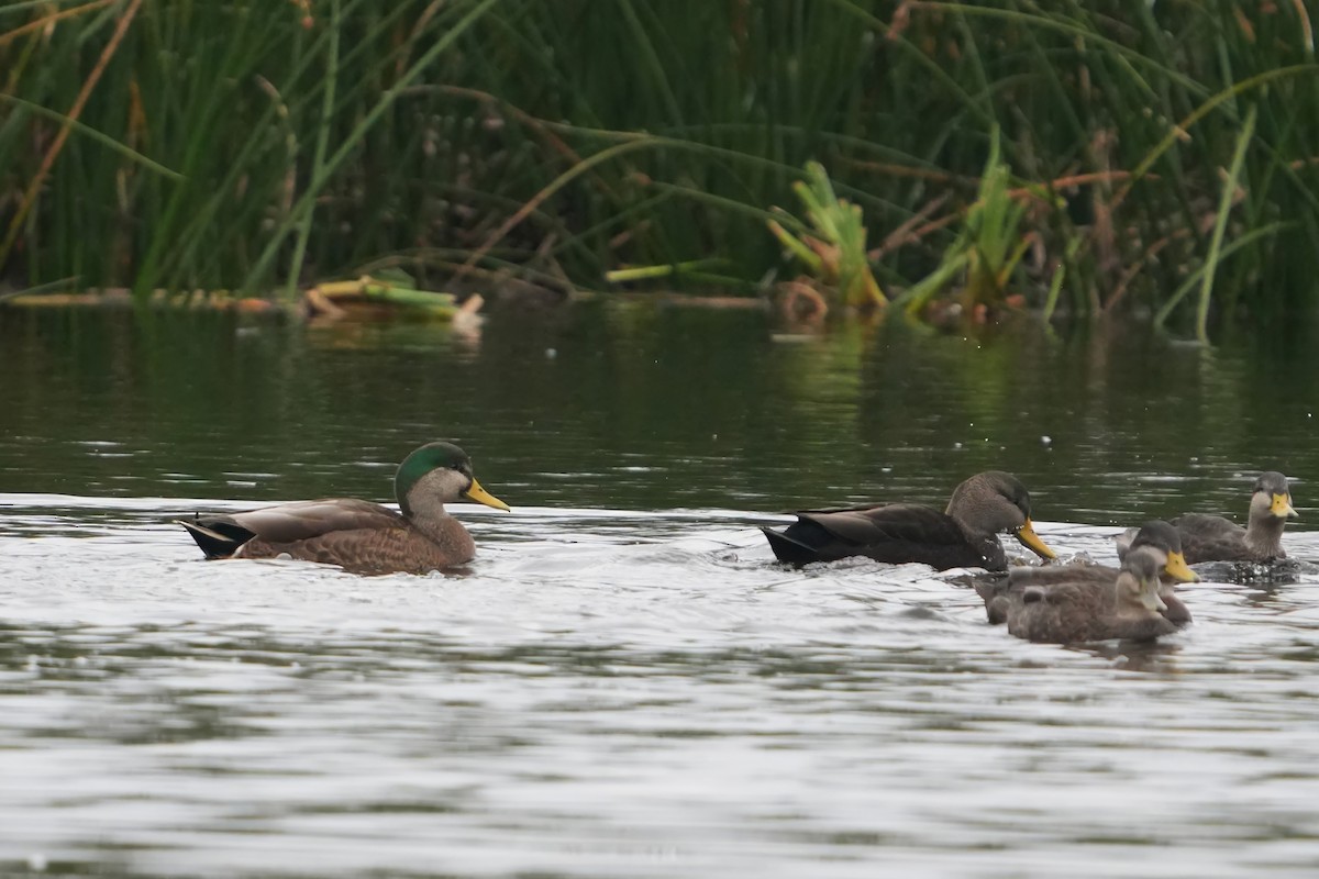Mallard x American Black Duck (hybrid) - ML644541515