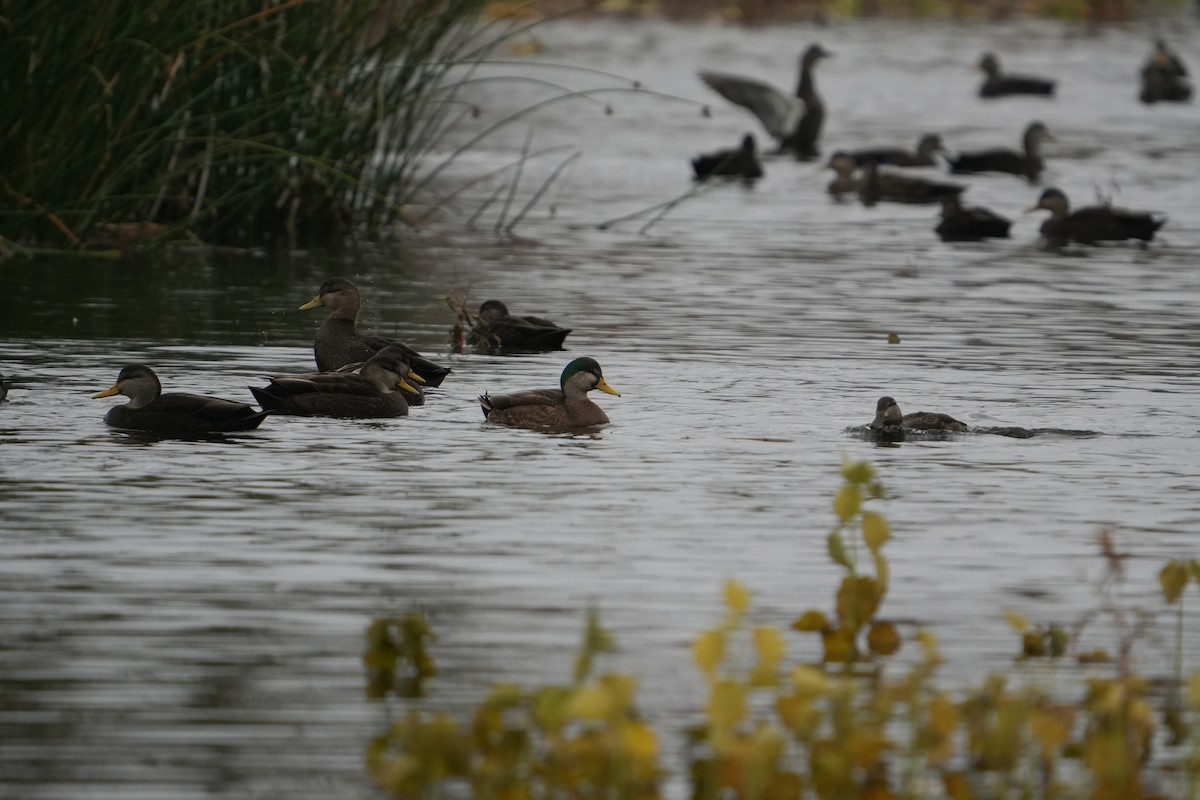 Mallard x American Black Duck (hybrid) - ML644541516