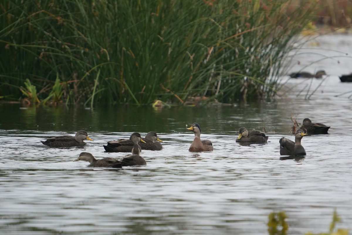 Mallard x American Black Duck (hybrid) - ML644541517