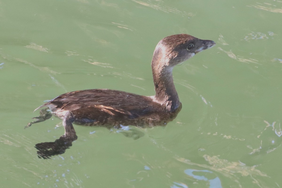 Pied-billed Grebe - ML644541520