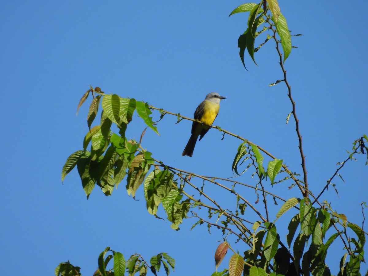 Tropical Kingbird - ML644541529