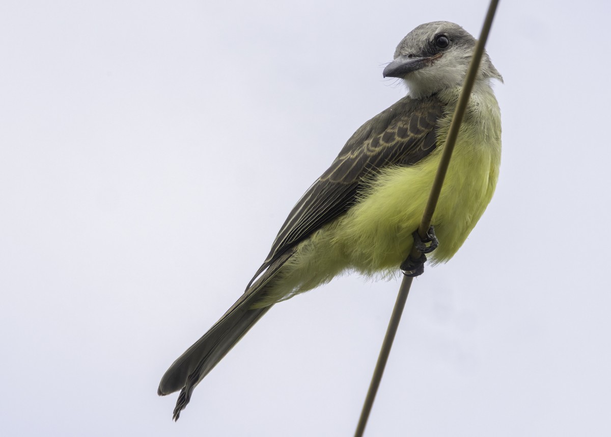 Tropical Kingbird - ML644541533