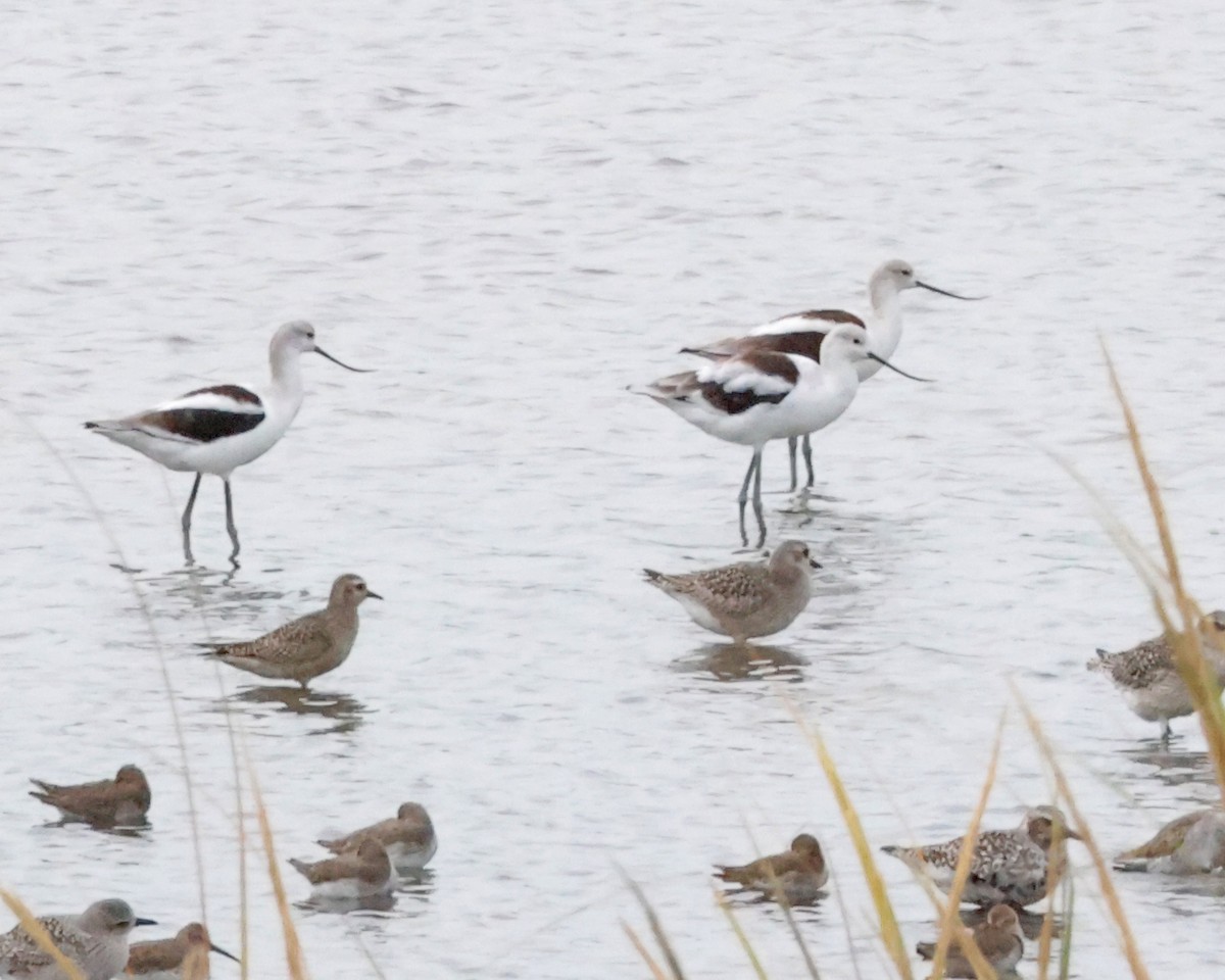 Urre-txirri amerikarra - ML644541539