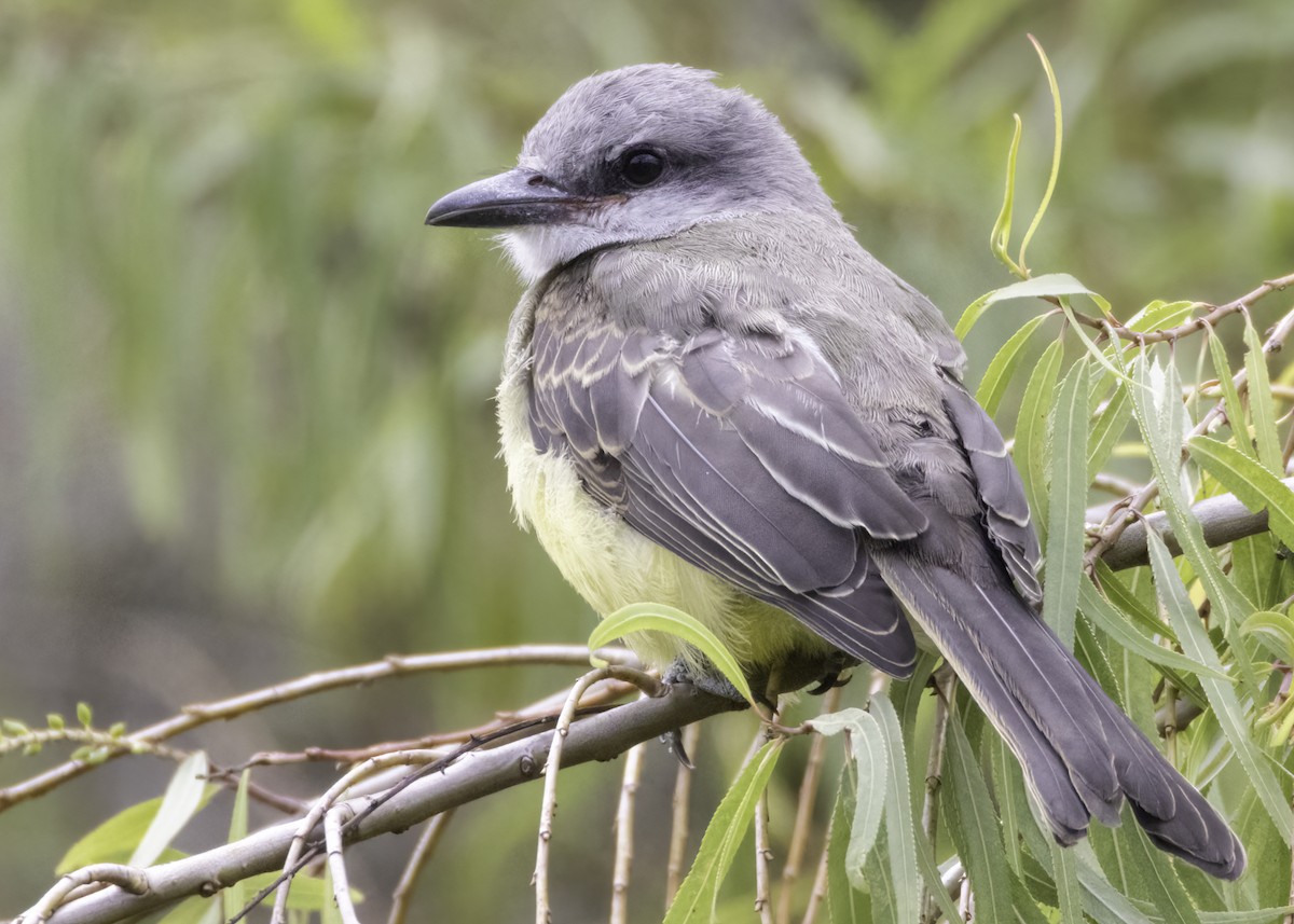 Tropical Kingbird - ML644541540