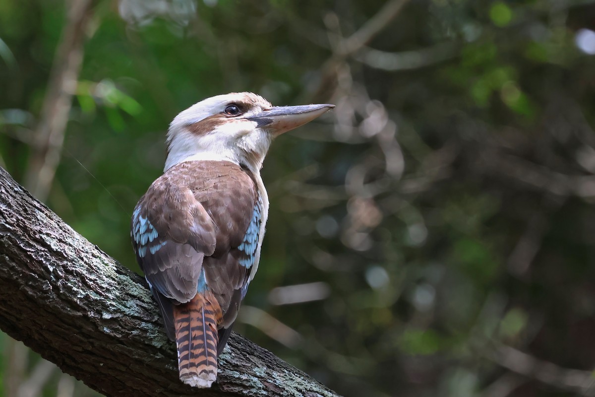 Laughing Kookaburra - ML644541552