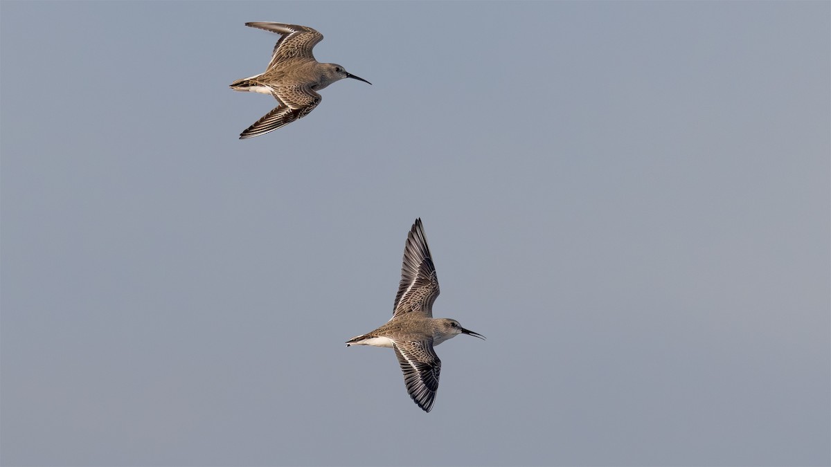 Dunlin - ML644541561