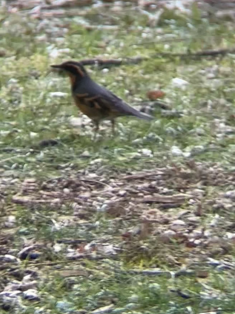 Varied Thrush - ML644541562