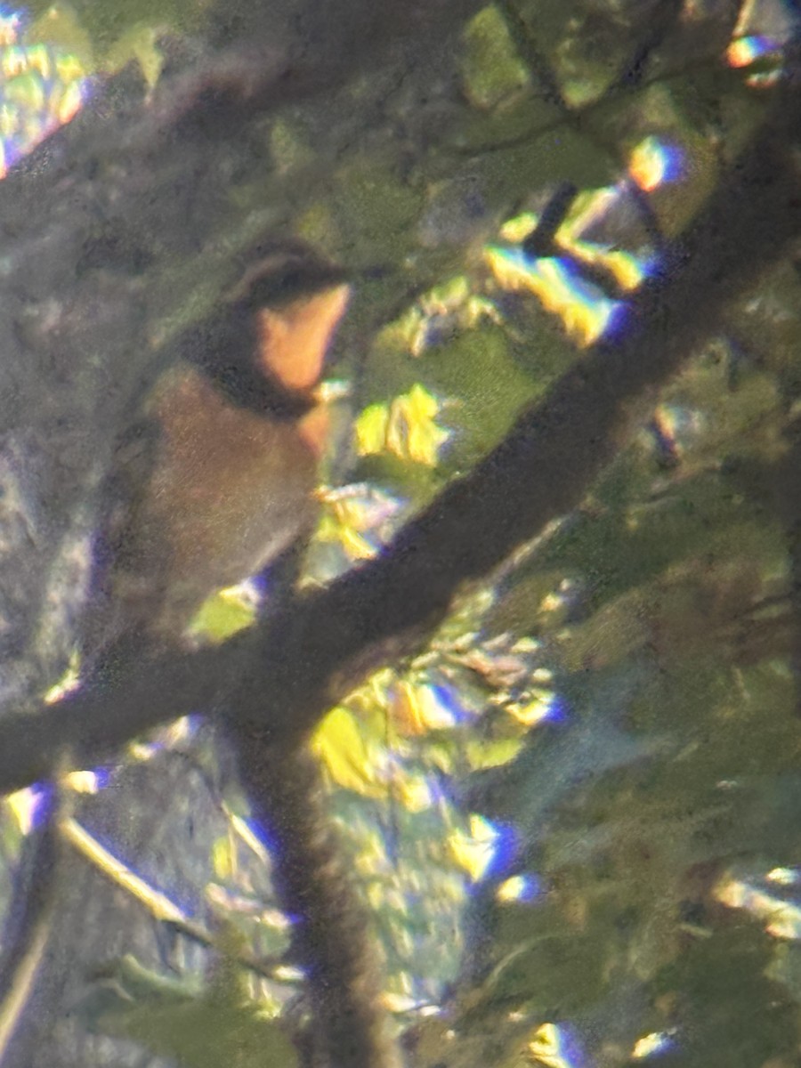 Varied Thrush - ML644541563