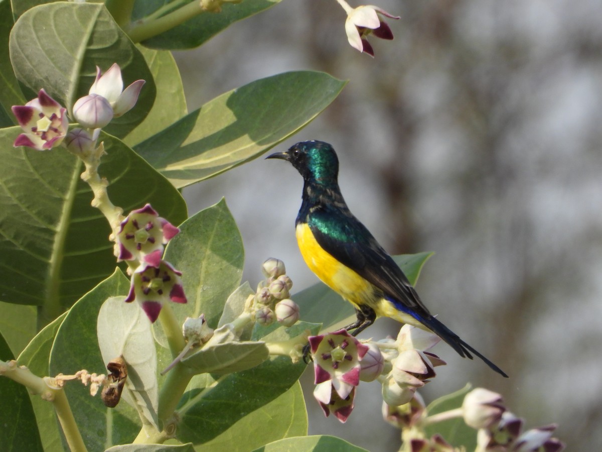 Nile Valley Sunbird - ML644541586