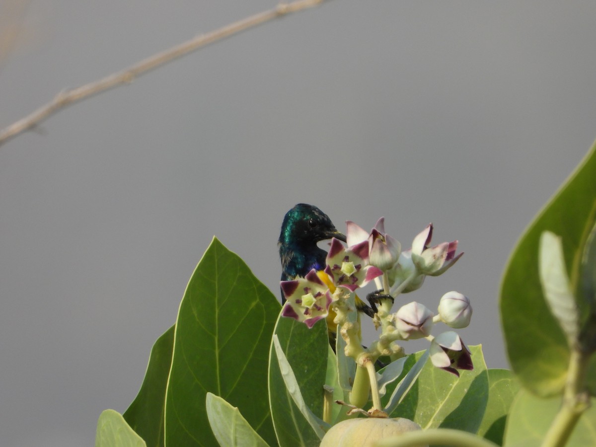 צופית היאור - ML644541587