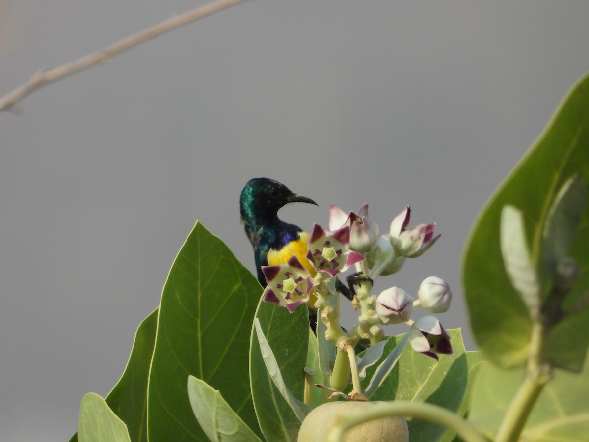 צופית היאור - ML644541588