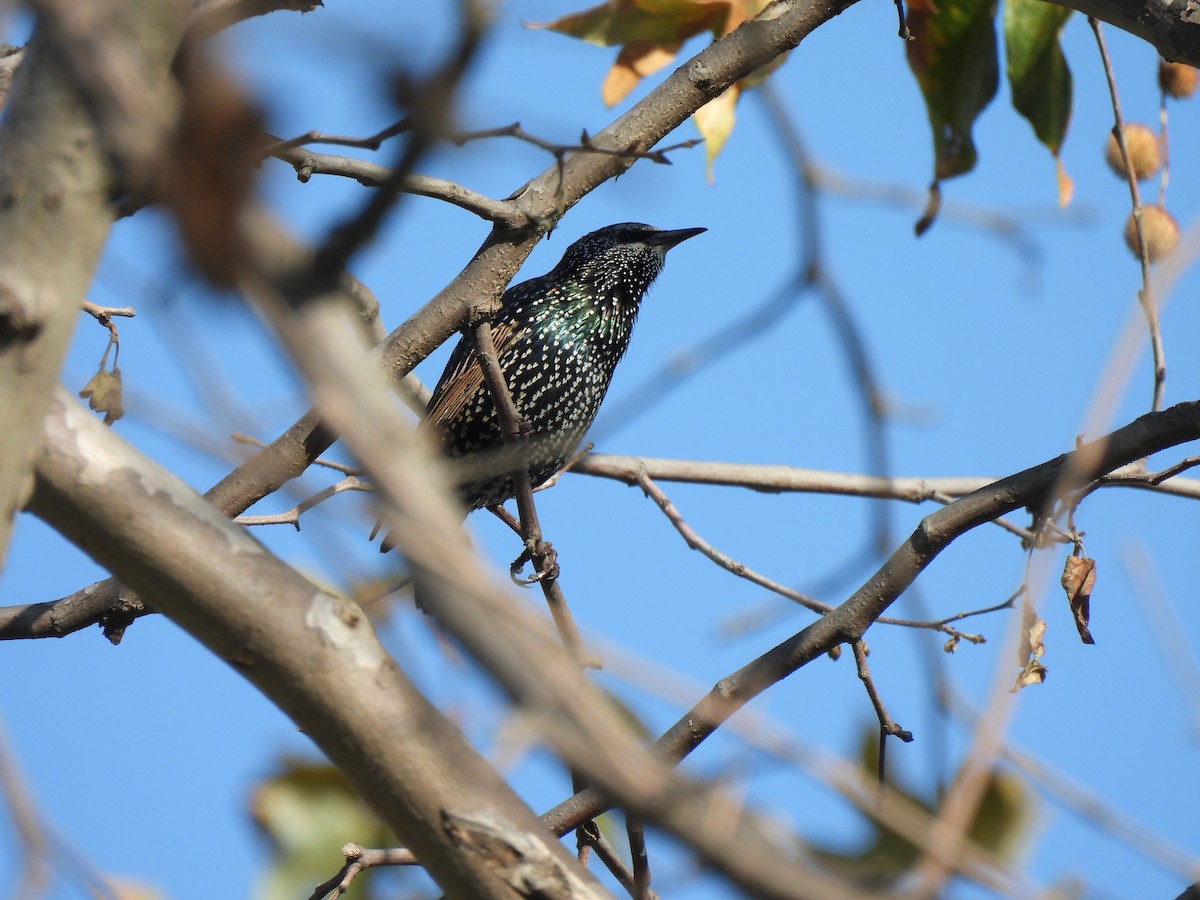 זרזיר מצוי - ML644541589