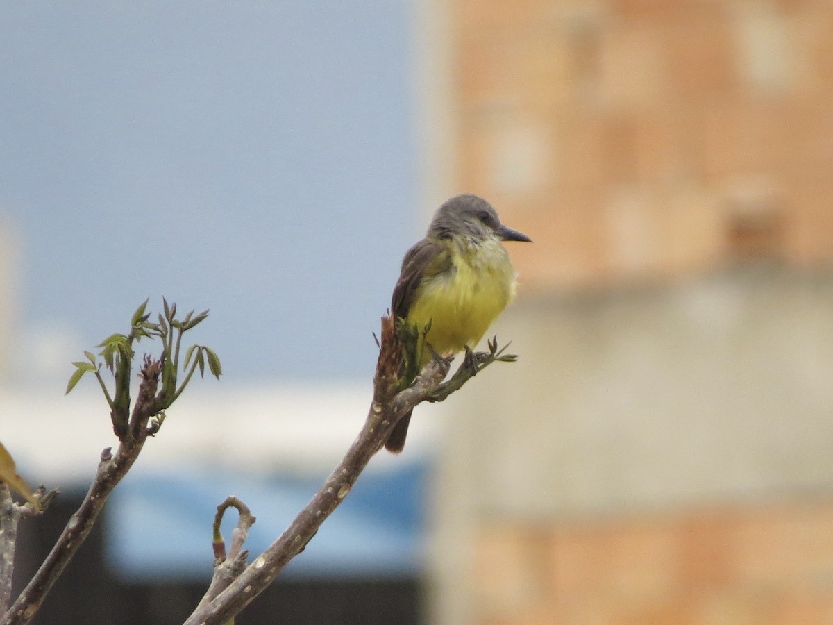 Tropical Kingbird - ML644541590