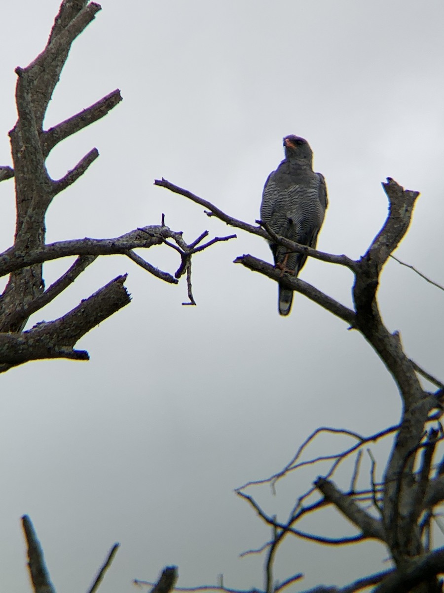 נץ קולני אפור - ML644541594