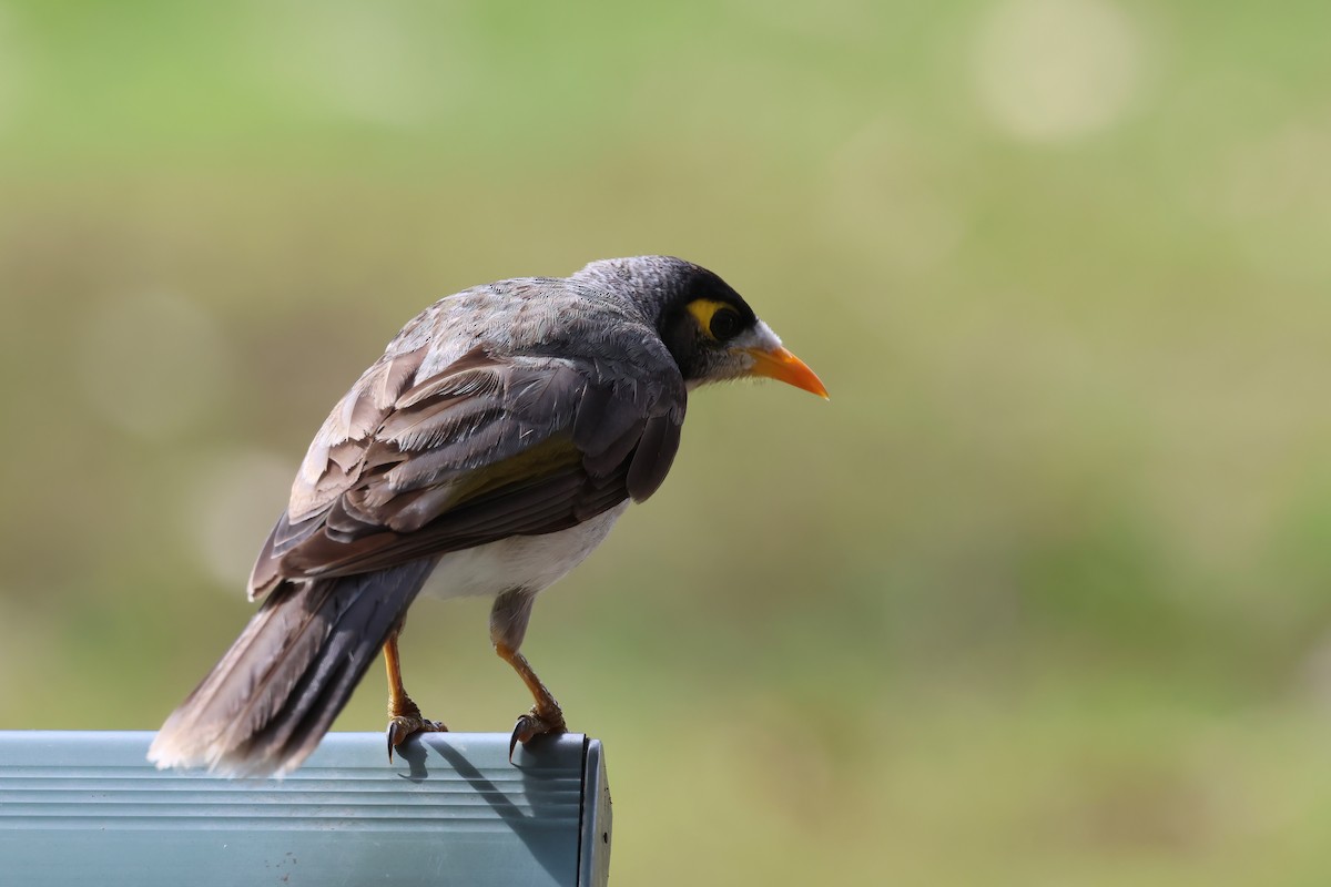 Noisy Miner - ML644541595