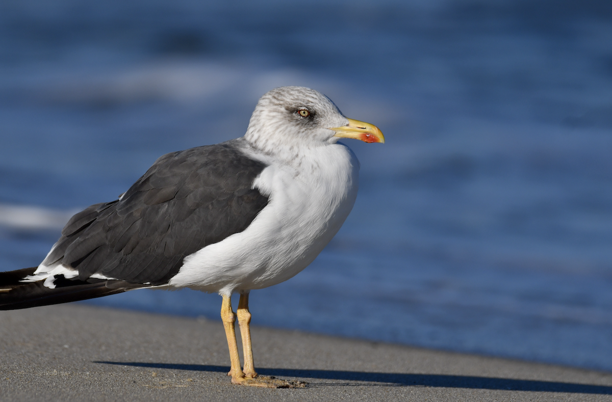 שחף שחור - ML644541608