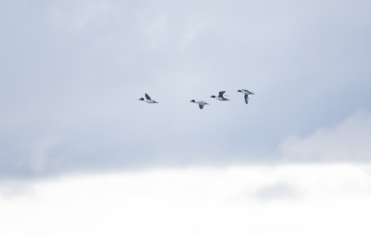 עבראש ירוק - ML644541613