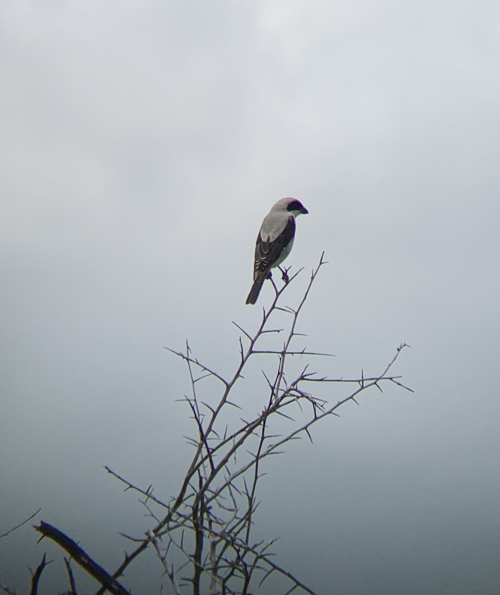 Alcaudón Chico - ML644541614