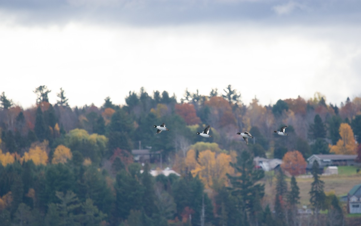 עבראש ירוק - ML644541615