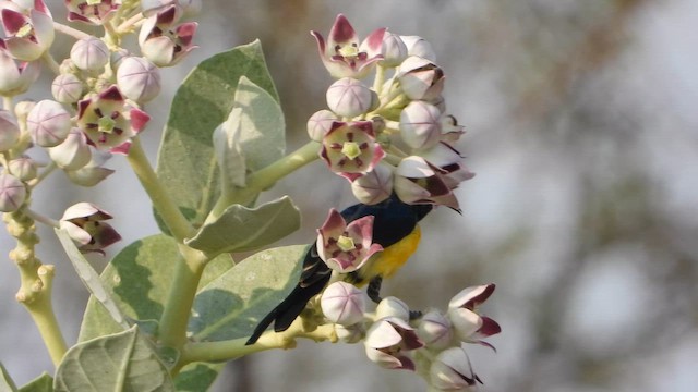 Nile Valley Sunbird - ML644541616