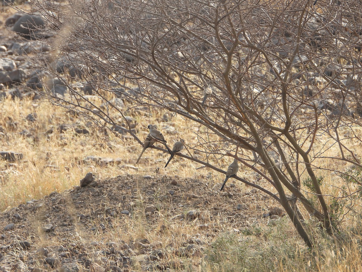 Namaqua Dove - ML644541617