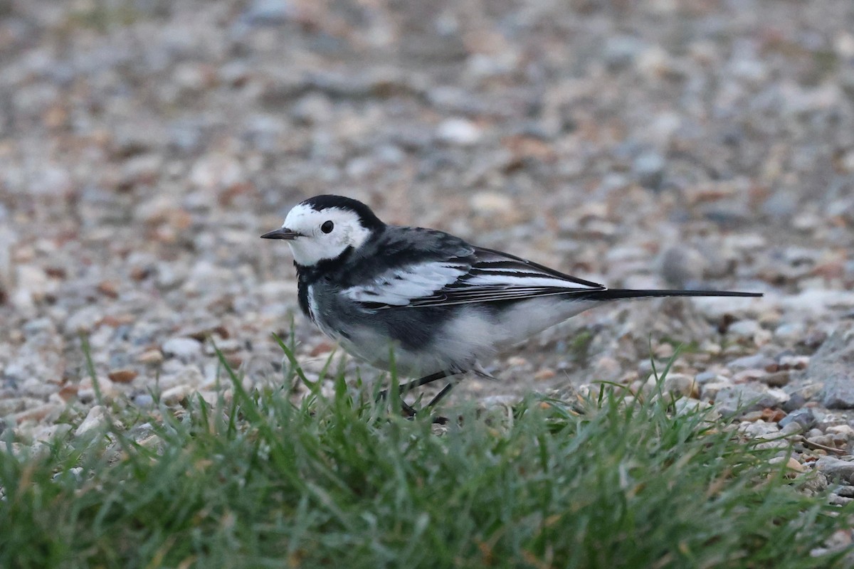 נחליאלי לבן - ML644541618