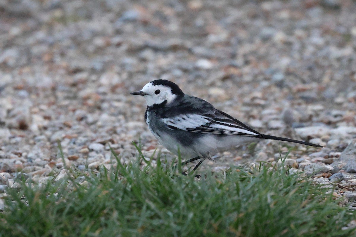 נחליאלי לבן - ML644541619
