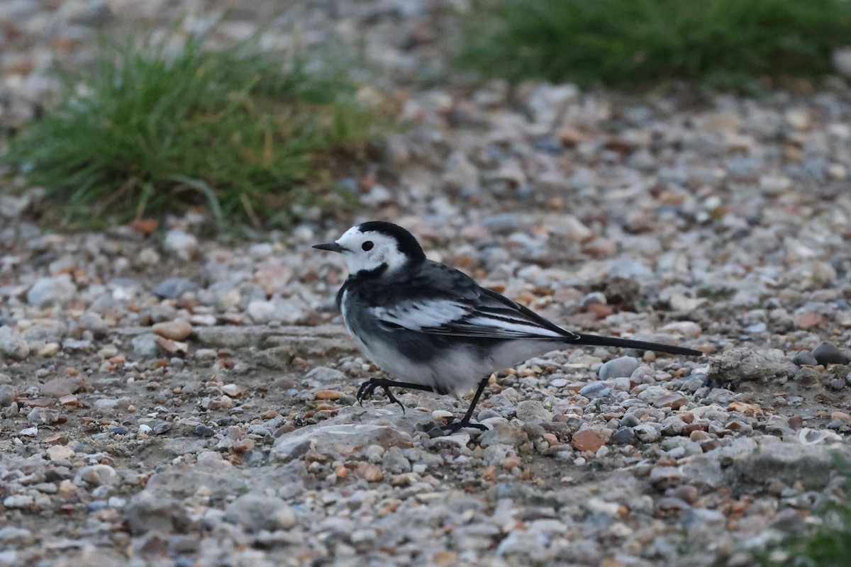 נחליאלי לבן - ML644541620