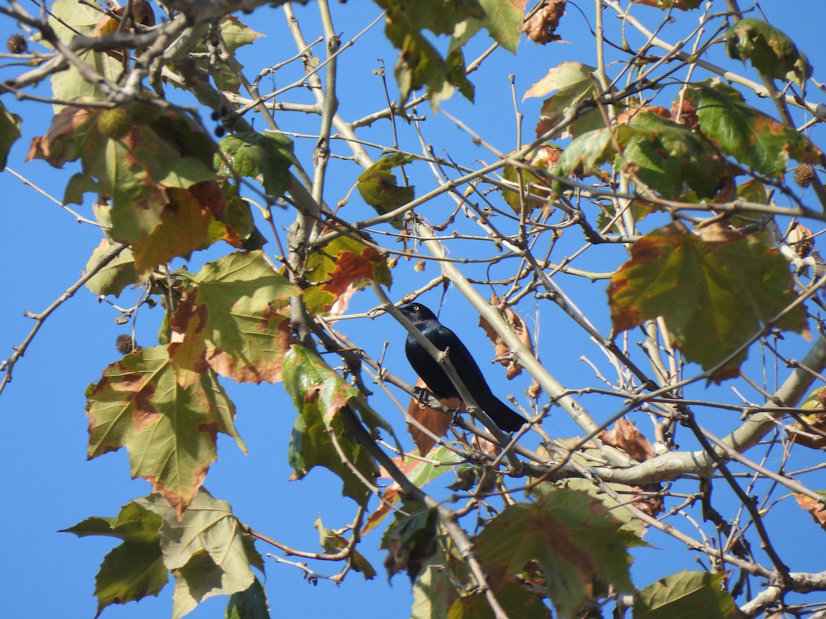 Brewer's Blackbird - ML644541622