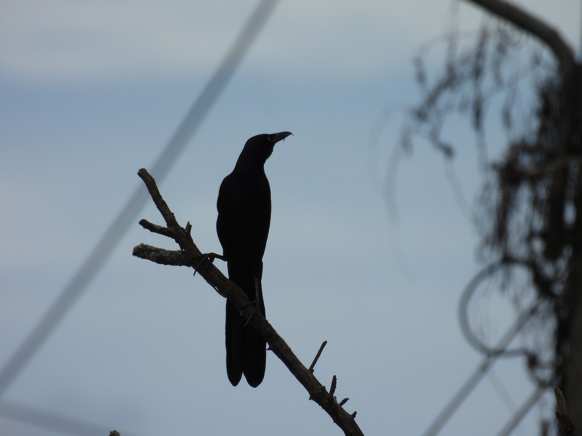 Great-tailed Grackle - ML644541625