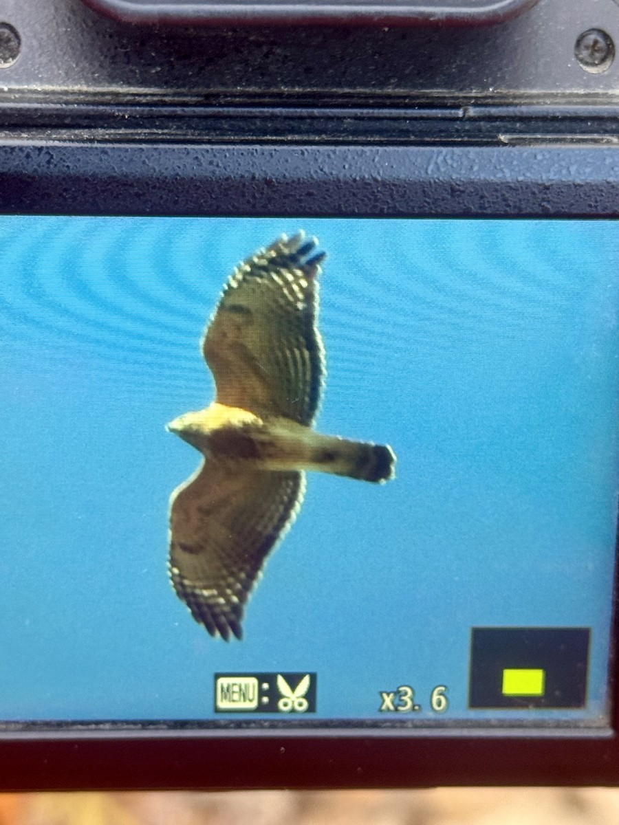 Red-shouldered Hawk - ML644541629