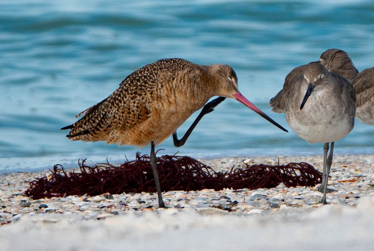 Marbled Godwit - ML644541631