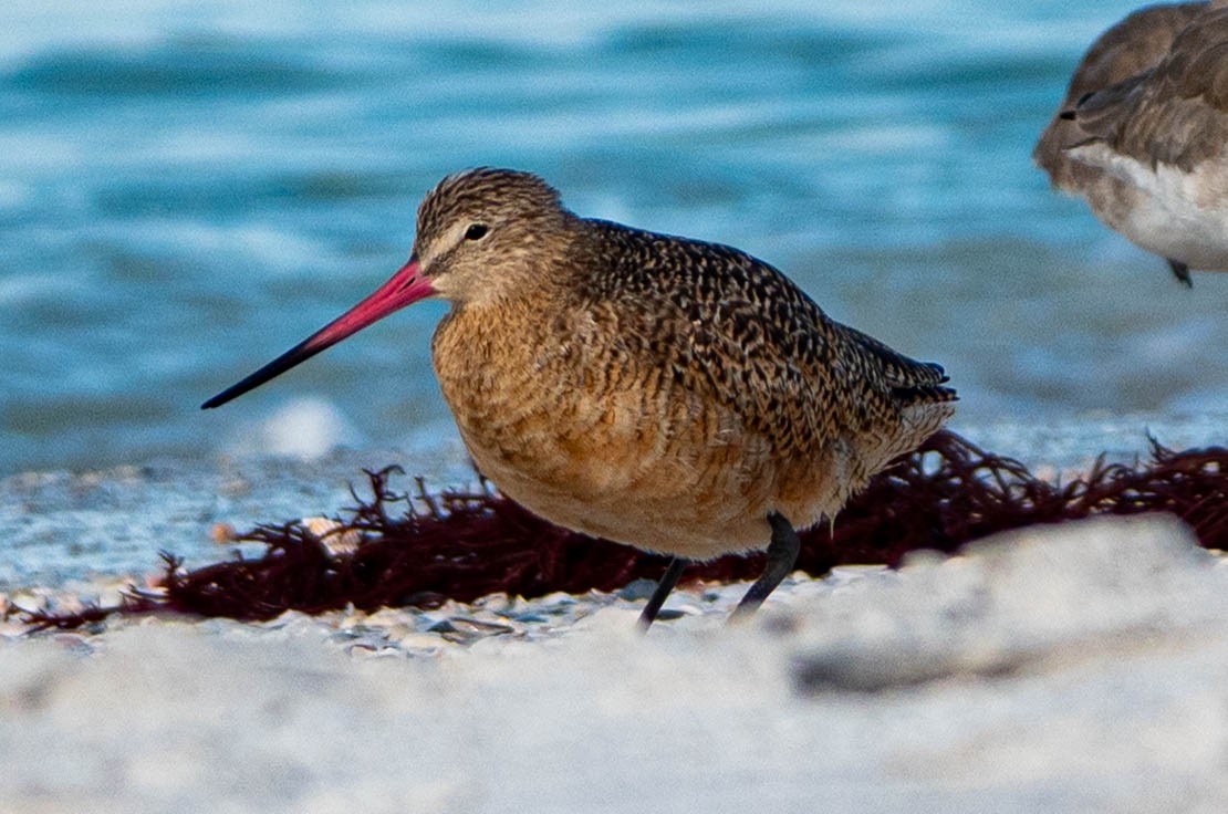 Marbled Godwit - ML644541632